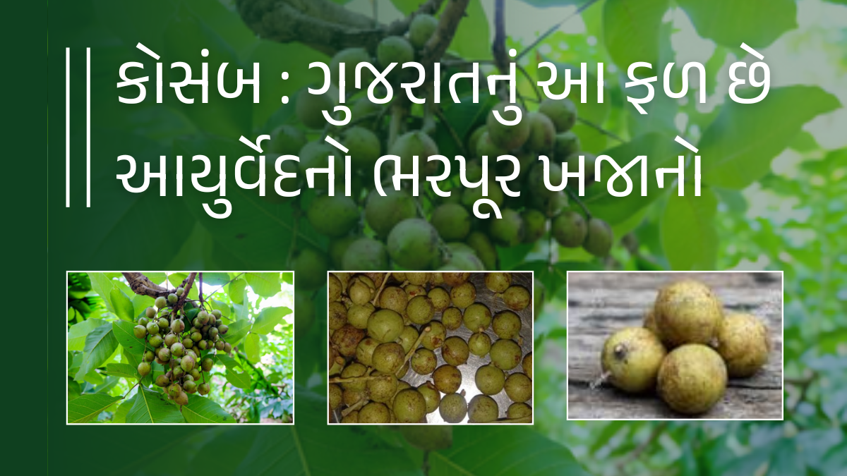 કોસંબ : ગુજરાતનું આ ફળ છે આયુર્વેદનો ભરપૂર ખજાનો